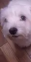 みほのプロフィール画像