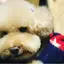 けちょんひとりっこのプロフィール画像