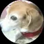 はなのプロフィール画像
