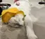 🥑のプロフィール画像