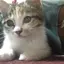 Renjiのプロフィール画像