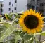 ahのプロフィール画像