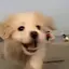 チャチャチャコのプロフィール画像
