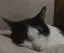 ぽんぽんのプロフィール画像