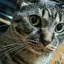 うだのプロフィール画像