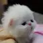 …。のプロフィール画像