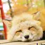 狐のプロフィール画像