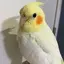 はるのプロフィール画像