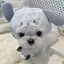 ＞ω＜のプロフィール画像