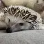 てるのプロフィール画像