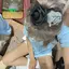 みーすけのプロフィール画像