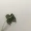 🍀のプロフィール画像