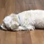 りさのプロフィール画像