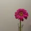 ゆーかのプロフィール画像
