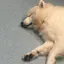 yuuのプロフィール画像