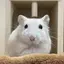 ヤベのプロフィール画像