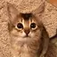もちもちこのプロフィール画像