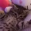 にゃづのプロフィール画像