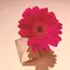 えびのプロフィール画像