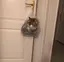rinoのプロフィール画像