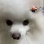 ゆっきぃのプロフィール画像