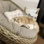 にゃんのプロフィール画像