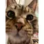 えのプロフィール画像