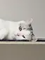 みょんのプロフィール画像