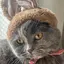 ねこのプロフィール画像
