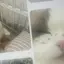 nyaのプロフィール画像