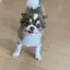 こあたんのプロフィール画像