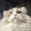 ののかのプロフィール画像