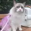 ponmiのプロフィール画像
