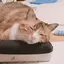 てんのプロフィール画像