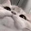 かのプロフィール画像