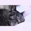🐈のプロフィール画像
