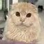 やなのプロフィール画像