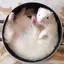 ごまのプロフィール画像