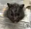 puのプロフィール画像