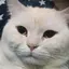 Mのプロフィール画像