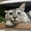 ソルのプロフィール画像