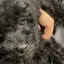 咲のプロフィール画像