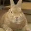 ぽにょのプロフィール画像