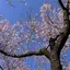 ちーこのプロフィール画像