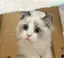 りのプロフィール画像