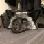 Avieのプロフィール画像