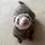 きなこのプロフィール画像