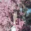 さきのプロフィール画像