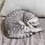Mikaのプロフィール画像