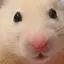 こたのプロフィール画像